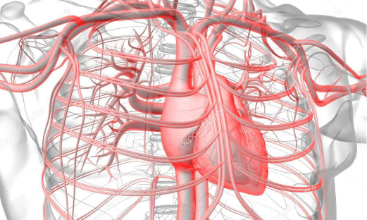 Medical diagram of the human circulatory system.