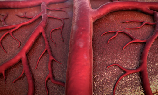 Medical illustration of blood vessels.