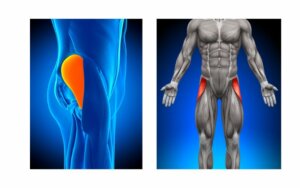 Muscles commonly involved with hip bursitis